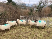 12 IN LAMB YOUNG WELSH X EWES BIDS PER EWE - 10