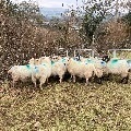12 IN LAMB YOUNG WELSH X EWES BIDS PER EWE - 12