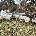 12 IN LAMB YOUNG WELSH X EWES BIDS PER EWE - 13