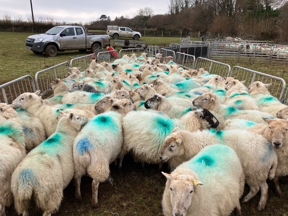 31 IN LAMB FULL MOUTH WELSH X EWES BIDS PER EWE