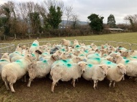 31 IN LAMB FULL MOUTH WELSH X EWES BIDS PER EWE - 3