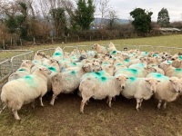 31 IN LAMB FULL MOUTH WELSH X EWES BIDS PER EWE - 6