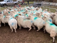 31 IN LAMB FULL MOUTH WELSH X EWES BIDS PER EWE - 14