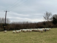 31 IN LAMB FULL MOUTH WELSH X EWES BIDS PER EWE - 16
