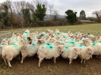 32 IN LAMB FULL MOUTH WELSH X EWES BIDS PER EWE - 2