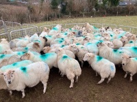 32 IN LAMB FULL MOUTH WELSH X EWES BIDS PER EWE - 4