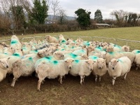 32 IN LAMB FULL MOUTH WELSH X EWES BIDS PER EWE - 5