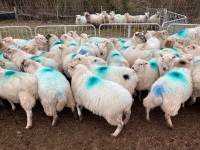32 IN LAMB FULL MOUTH WELSH X EWES BIDS PER EWE - 7