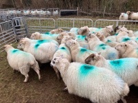 32 IN LAMB FULL MOUTH WELSH X EWES BIDS PER EWE - 8