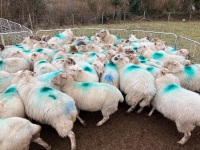 32 IN LAMB FULL MOUTH WELSH X EWES BIDS PER EWE - 9