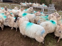 32 IN LAMB FULL MOUTH WELSH X EWES BIDS PER EWE - 10