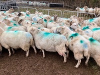 32 IN LAMB FULL MOUTH WELSH X EWES BIDS PER EWE - 11