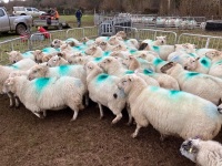 32 IN LAMB FULL MOUTH WELSH X EWES BIDS PER EWE - 12