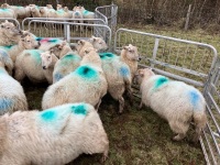 32 IN LAMB FULL MOUTH WELSH X EWES BIDS PER EWE - 13
