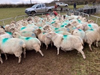 32 IN LAMB FULL MOUTH WELSH X EWES BIDS PER EWE - 15