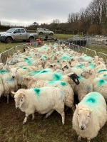 32 IN LAMB FULL MOUTH WELSH X EWES BIDS PER EWE - 16