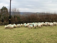 32 IN LAMB FULL MOUTH WELSH X EWES BIDS PER EWE - 18