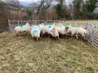 12 IN LAMB YOUNG WELSH X EWES BIDS PER EWE - 2
