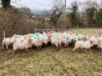 35 IN LAMB BROKE MOUTH WELSH X EWES BIDS PER EWE - 2
