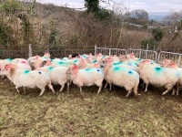 35 IN LAMB BROKE MOUTH WELSH X EWES BIDS PER EWE - 4