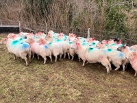 35 IN LAMB BROKE MOUTH WELSH X EWES BIDS PER EWE - 5