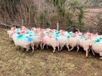 35 IN LAMB BROKE MOUTH WELSH X EWES BIDS PER EWE - 6