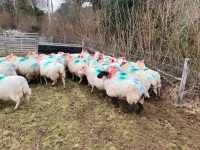 35 IN LAMB BROKE MOUTH WELSH X EWES BIDS PER EWE - 8