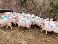 35 IN LAMB BROKE MOUTH WELSH X EWES BIDS PER EWE - 10