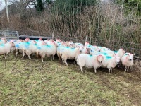 35 IN LAMB BROKE MOUTH WELSH X EWES BIDS PER EWE - 11