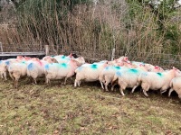 35 IN LAMB BROKE MOUTH WELSH X EWES BIDS PER EWE - 12