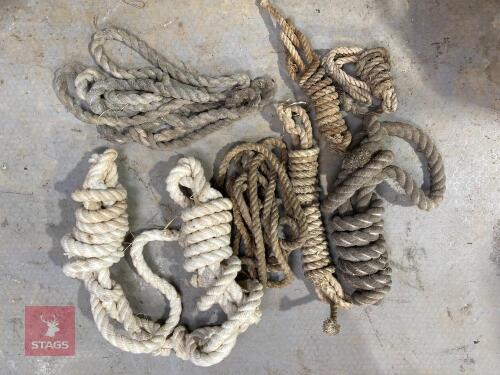 COLLECTION OF CATTLE HALTERS