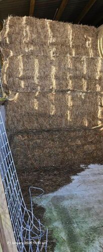 22x 8' SQUARE BALES OF HAY BIDS PER BALE