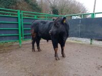 ABERDEEN ANGUS PEDIGREE BREEDING BULL - 2