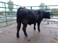 ABERDEEN ANGUS PEDIGREE BREEDING BULL - 3