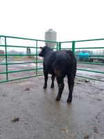 ABERDEEN ANGUS PEDIGREE BREEDING BULL - 3