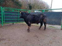 ABERDEEN ANGUS PEDIGREE BREEDING BULL - 3