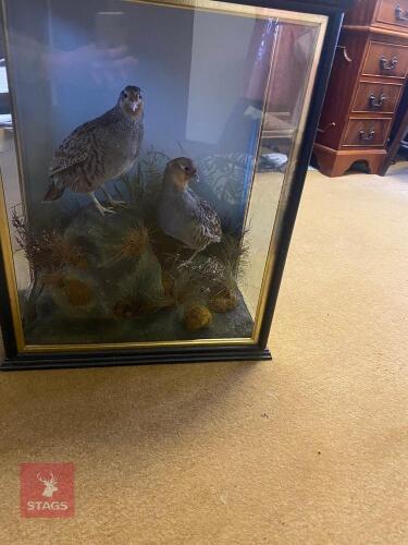 2 GREY PARTRIDGES