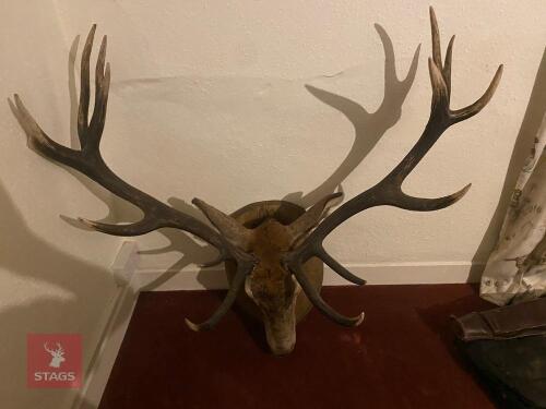 14 POINT STAG HEAD