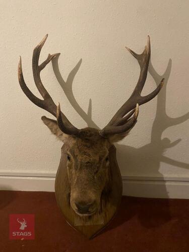 11 POINT STAG HEAD
