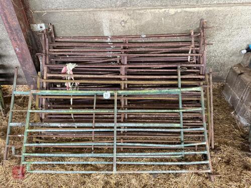 13 X 6' METAL SHEEP HURDLES