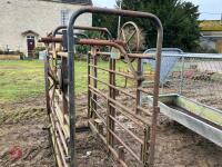 CATTLE CRUSH (S/R) - 5