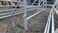 IAE 10' CATTLE HURDLE - 3