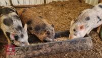 2 MINI PIGS JULIANA X BARROWS