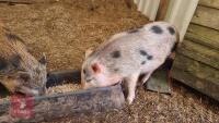 2 MINI PIGS JULIANA X BARROWS - 3