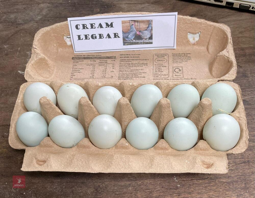 1 DOZEN CREAM LEGBAR HATCHING EGGS BIDS FOR THE DOZEN