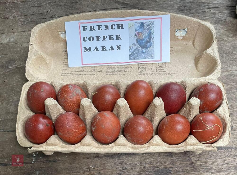 1 DOZEN COPPER MARAN HATCHING EGGS BIDS FOR THE DOZEN