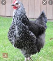 3 SILVER SUSSEX PULLETS BIDS PER BIRD