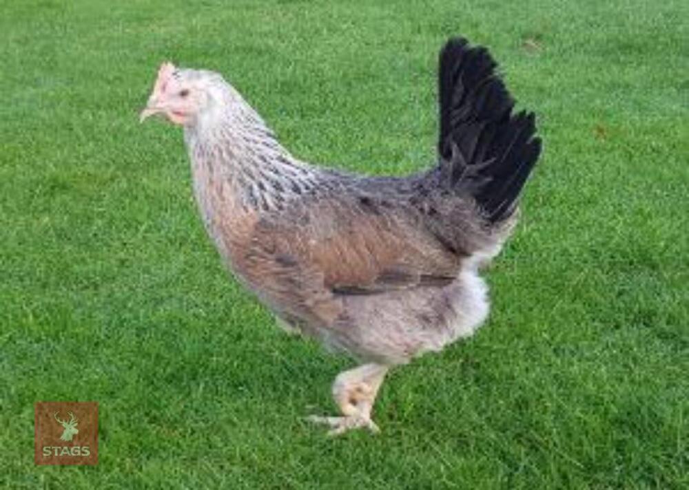 4 SILVER DUCKWING LEGHORN PULLETS BIDS PER BIRD