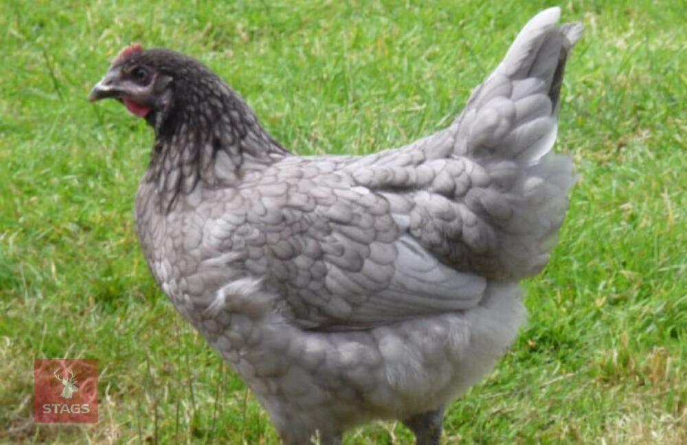 4 BLUE MARAN PULLETS BIDS PER BIRD