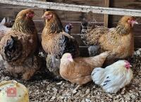 3 BRAHMA HENS BIDS PER BIRD